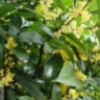 出售大量小桂花苗-八月桂-四季桂