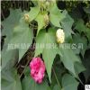 木芙蓉基地直銷 各種規(guī)格批發(fā) 綠化工程 西府海棠 紫荊