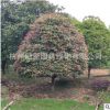 紅葉石楠柱子球 火焰紅 金森女貞 品種齊全 規(guī)格齊全 園林綠化