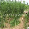 木槿 基地直銷 紅花 紫槿 等綠化工程批發(fā)量大從優(yōu)