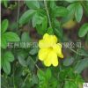 批發(fā)云南黃馨 基地直銷 黃馨毛球 規(guī)格齊全 綠化工程園林