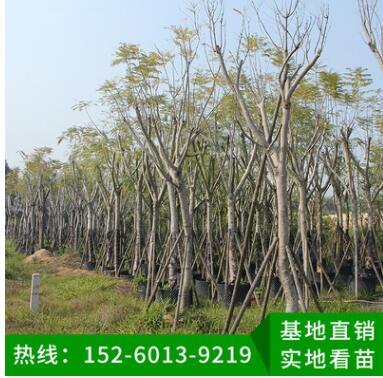 藍(lán)花楹 綠化工程苗木 行道樹 風(fēng)景樹 移植苗批發(fā) 品種多樣