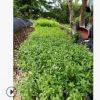 福建地被苗直銷 藍(lán)雪花 藍(lán)花丹 盆栽 陽臺庭院室內(nèi)花期長攀爬植物