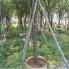 福建山櫻花批發(fā)綠化苗木移植苗批發(fā)基地直銷