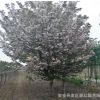 櫻花樹基地直銷綠化工程專用櫻花 普賢象 櫻花