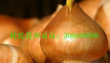 荷蘭進(jìn)口綠化花卉種球郁金香5度球