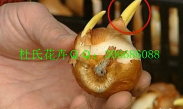 銷售荷蘭進(jìn)口郁金香種球11－12 12+