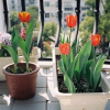 盆栽花卉 進(jìn)口 荷蘭郁金香種球 郁金香大種球 當(dāng)年開花