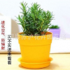 桌面 迷迭香盆栽 散發(fā)香味 驅蚊 提神醒腦 改善脫發(fā) 迷迭香種苗