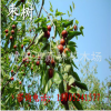 批發(fā)零售供應(yīng)棗樹 棗樹苗 果樹苗木