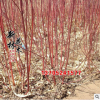 綠化苗木批發(fā) 紅瑞木 花灌木 樹形優(yōu)美 規(guī)格繁多
