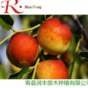 冬棗三號優(yōu)系棗 果樹苗批發(fā)棗樹苗嫁接苗當年結果 潤豐苗木