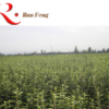 南方北方種植當年結果苗翠玉梨樹苗嫁接庭院 果樹苗 優(yōu)質梨子樹苗