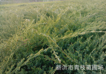 廠家推薦 爬地柏 高品質(zhì)爬地柏 爬地柏批發(fā)