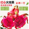 紅心紅肉火龍果苗南北方種植盆栽地栽庭院果樹苗帶芽帶根當年結果