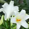 陶花仙苗木花卉 供應(yīng)特價(jià)新鮮香水百合花