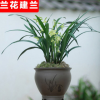 盆栽花卉建蘭花苗 蟬蘭 墨蘭苗 春蘭苗 大花蕙蘭苗 當年開花