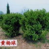 南陽金業苗木種植專業合作社出售黃楊