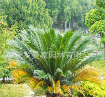 批發(fā)優(yōu)質(zhì)鐵樹種子 蘇鐵種子 發(fā)芽率高 量大從優(yōu)