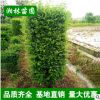 金葉女貞苗 常年供應(yīng)優(yōu)質(zhì) 女貞柱 女貞球 金葉女貞球綠化工程苗
