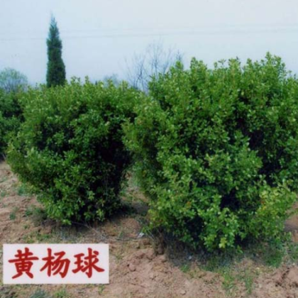 南陽金業(yè)苗木種植專業(yè)合作社出售黃楊
