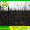南北方果樹苗木 文玩核桃苗 麻核桃苗 獅子頭核桃苗