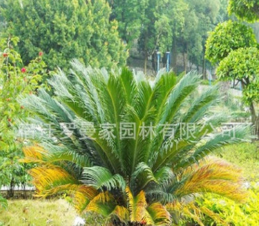 批發(fā)優(yōu)質(zhì)鐵樹種子 蘇鐵種子 發(fā)芽率高 量大從優(yōu)