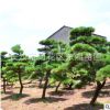 基地批發黑松樹苗 造型黑松樹 綠化工程 貨源充足 可大量批發