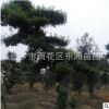 湖南基地直銷 造型杜英古樁 規格齊全
