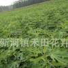 無花果樹苗批發盆栽地栽青皮紫果無花果苗當年結果品種全日本紫果
