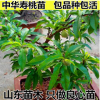 盆栽壽星桃 觀賞桃 中華壽桃 壽桃苗批發(fā)