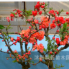 虧本日本海棠苗 室內盆栽海棠花苗 盆景花卉植物 當年開花8年大苗