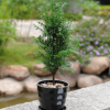 綠色植物紅豆杉防輻射盆景辦公室內小盆栽黑金剛土培水養觀葉花卉