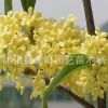 正宗嫁接桂花樹苗 優質 流蘇嫁接桂 丹桂 朱砂桂 沉香桂 桂花盆栽