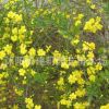 迎春 迎春花 迎春小苗 園林綠化工程 景觀綠化工程苗木批發迎春苗