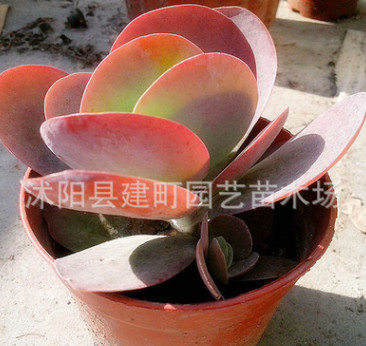 基地批發(fā)多肉植物 唐印室內(nèi)綠植盆栽 防輻射 進(jìn)口植物 易養(yǎng)