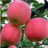 長期供應(yīng)蘋果苗 適合南北方種植當(dāng)年結(jié)果1-3公分矮化蘋果苗