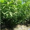 基地供應桃樹苗 嫁接晚熟桃樹苗 當年結果產量高水蜜桃樹苗