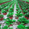現貨大量批發小型綠植盆栽小家碧玉豆瓣綠花園花卉