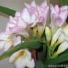 進口重瓣香雪蘭種球種子盆栽花卉陽臺室內小蒼蘭晚香玉四季播種
