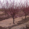 批發(fā)紅花榆葉梅樹苗3-10公分 庭院公園觀花植物 風(fēng)景樹 量大優(yōu)惠
