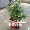 批發室內紅豆杉盆栽 曼蒂亞 盆景盆栽苗木 基地直銷 量大優惠