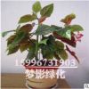 批發室內客廳綠植 盆栽花卉 竹節海棠 來電咨詢15996731903
