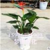 批發天堂鳥盆栽 盆栽綠植花卉 鶴望蘭 又名天堂鳥 觀賞高檔綠植