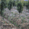 楊梅苗3-4公分荸薺東魁黑炭浙江慈溪余姚原產地純正品種直銷批發
