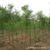 基地國槐樹苗批發國槐小苗黃金槐園林綠化苗木行道綠植規格齊全