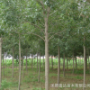 基地苗圃白蠟樹基地直銷批發 白蠟規格全