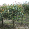 高桿紅葉石楠苗 紅葉石楠小樹苗 大小規格齊全
