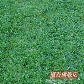 四季長(zhǎng)青的草坪種子,耐熱性強(qiáng)的早熟禾種子(藍(lán)鉆)每斤28元