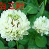 批發優質草坪種子 三葉草種子 草種草籽暖季型 低價 保質保量